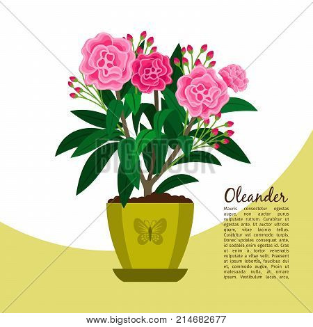 Oleander indoor plant in pot banner template, vector illustration