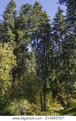 Tsarska or Royal Bistritsa park  for rest and walk with differently trees in venerable autumnal forest near by  resort  Borovets, Rila mountain, Bulgaria