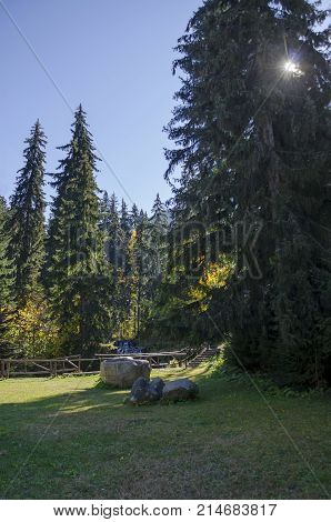 Old park Tsarska or Royal Bistritsa with terraced river and differently trees in the venerable autumnal forest 
near by  resort  Borovets, Rila mountain, Bulgaria