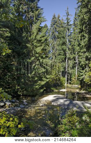 Old park Tsarska or Royal Bistritsa with terraced river and differently trees in the venerable autumnal forest 
near by  resort  Borovets, Rila mountain, Bulgaria