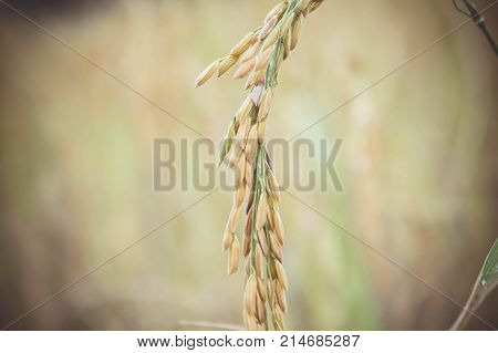 Rice paddy Yellow paddy harvested during harvesting season. Ready to be processed into rice to cook