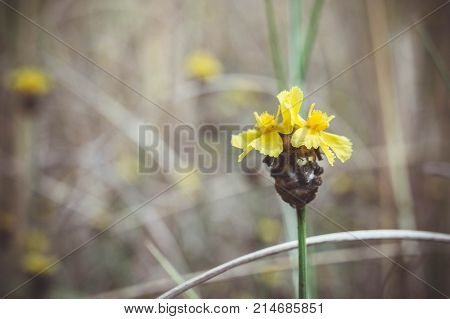 Xyris yellow flowers In the meadow vintage style daisy yellow flowers