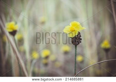 Xyris yellow flowers In the meadow vintage style daisy yellow flowers