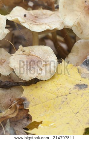 Pholiota lubrica mushrooms on a soil with autumn leaves
