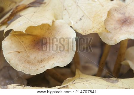 Pholiota lubrica mushrooms on a soil with autumn leaves