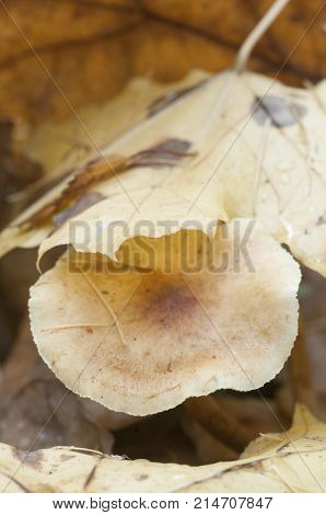 Pholiota lubrica mushrooms on a soil with autumn leaves