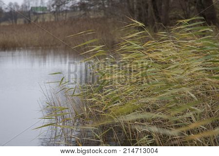 Reed On The Shore Of The Lake