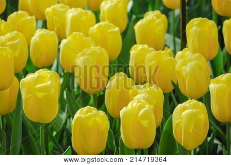Beautiful yellow tulips blooming and green leave ,spring garden in Netherland europe.
