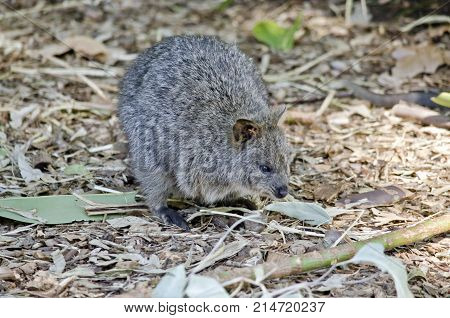 this is a close up of a quokka