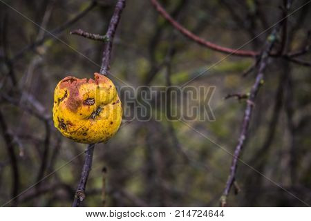 Apples On A Tree Without Leaves