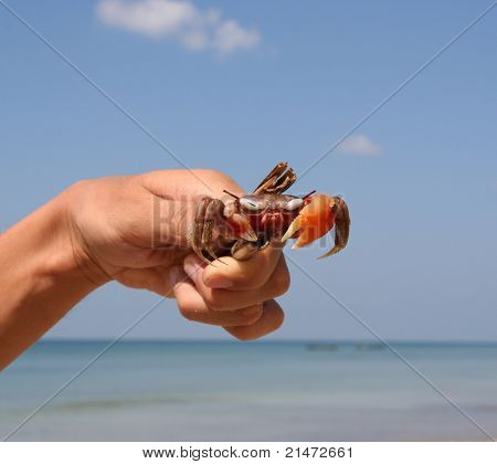 Orange kraba na plaży Ngwe Saung (Myanmar)