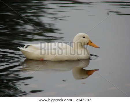 White Duck