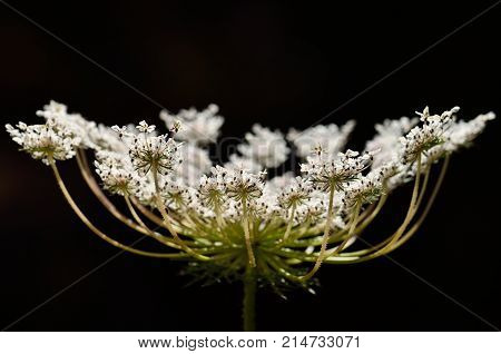Closeup of beautiful white flower, wild carrot