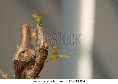 Tree branch with bud embryonic green leave shoot. gray abstract background.