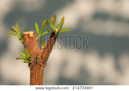 Tree branch with bud embryonic green leave shoot. gray abstract background.