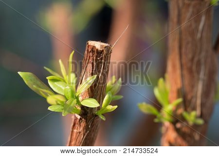 Tree branch with bud embryonic green leave shoot. gray abstract background.