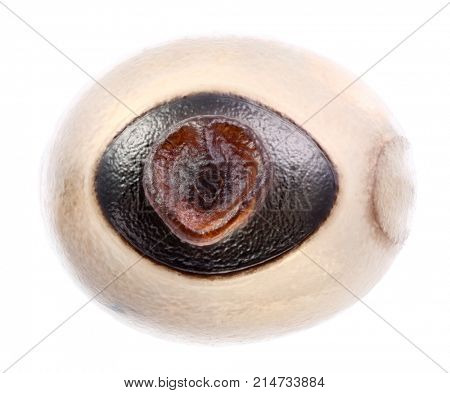 Egg of stick insects - Tirachoidea jianfenglingensis 