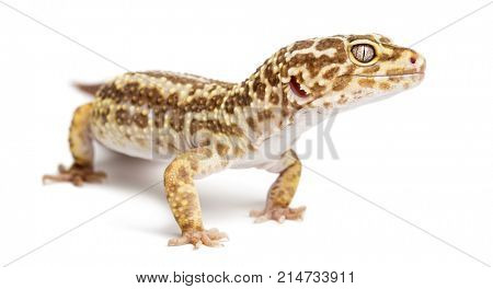 Leopard gecko, Eublepharis macularius, against white background