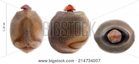 Egg of stick insects - Pharnacia sp. Bicol