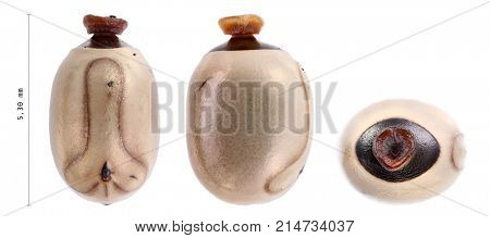 Egg of stick insects - Tirachoidea jianfenglingensis 