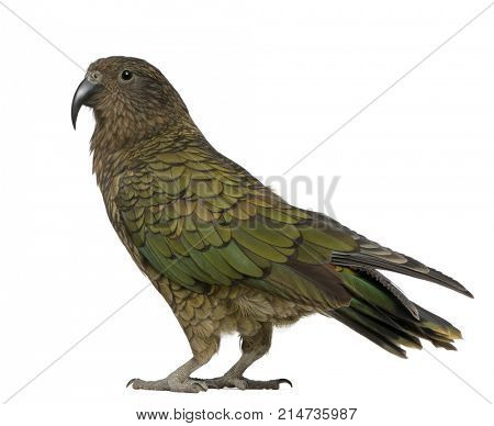 Kea, Nestor notabilis, a parrot, standing in front of white background