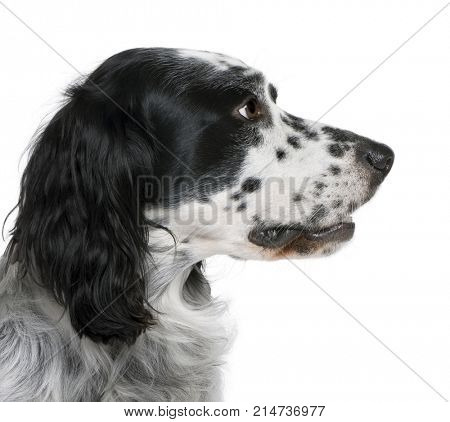 Bastard dog, 6 years old, in front of a white background, studio shot