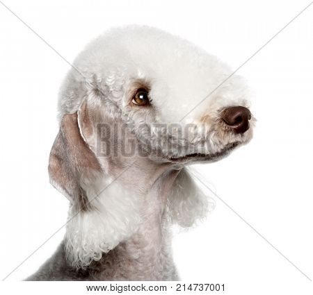 Bedlington terrier, 2 years old, in front of white background