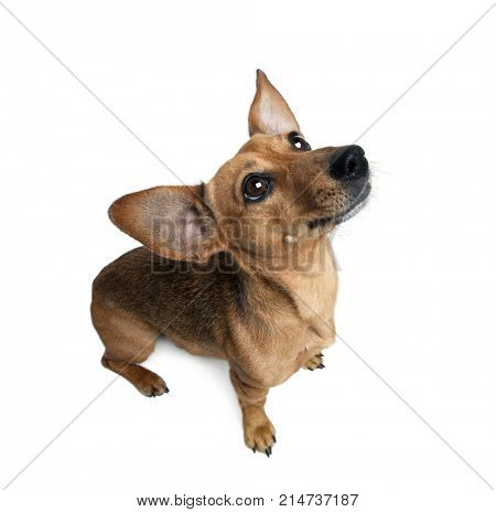 Dashund in front of a white background, studio shot