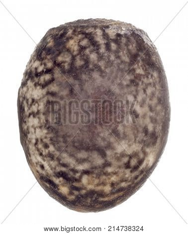 Egg of stick insects - Peruphasma schultei