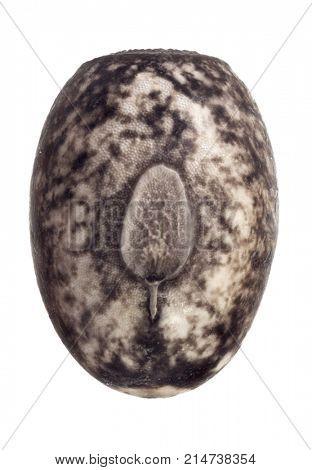Egg of stick insects - Peruphasma schultei