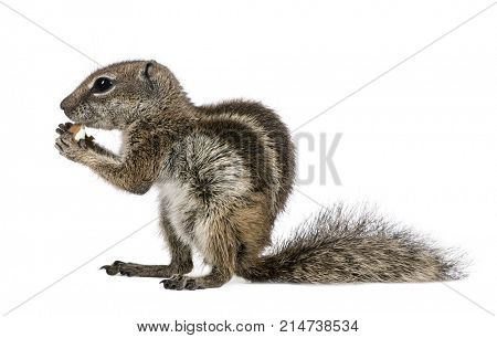 Barbary Ground Squirrel eating nut, Atlantoxerus getulus, against white background, studio shot