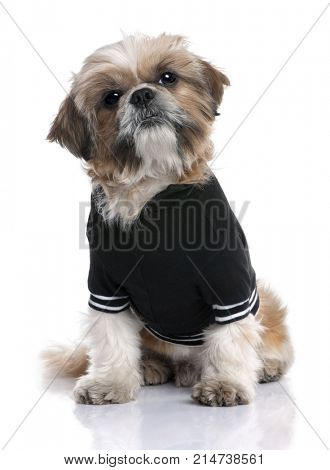 Shih Tzu dressed-up (6 years old) in front of a white background