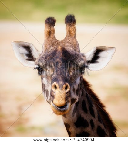 Smiling portrait of a Rothchilds Giraffe up close