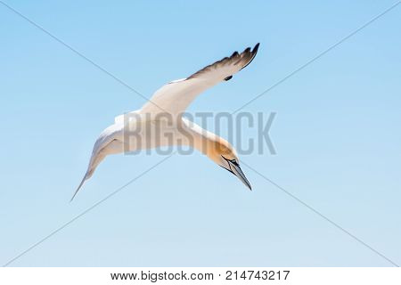 Closeup Of One Isolated White Gannet Bird Searching For Partner By Blue Ocean Bay On Bonaventure Isl