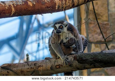 Ring-Tailed Lemur or Lemur catta in captivity