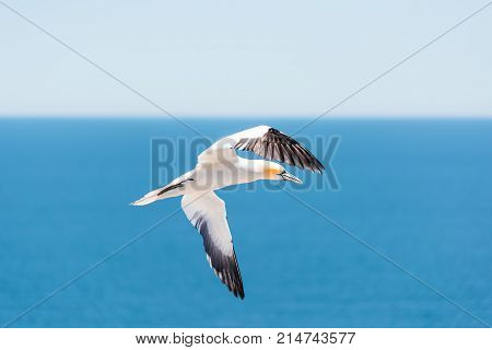Closeup Of One Isolated White Gannet Bird Searching For Partner By Blue Ocean Bay Turning Curve On B