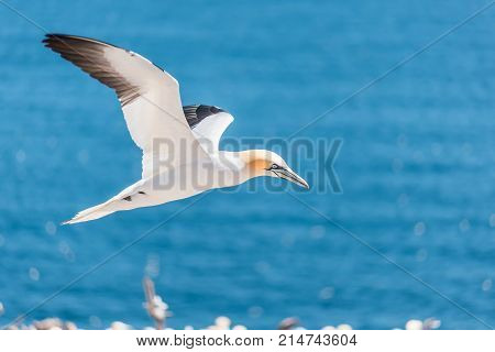 Closeup Of One Isolated White Gannet Bird Searching For Partner By Blue Ocean Bay On Bonaventure Isl