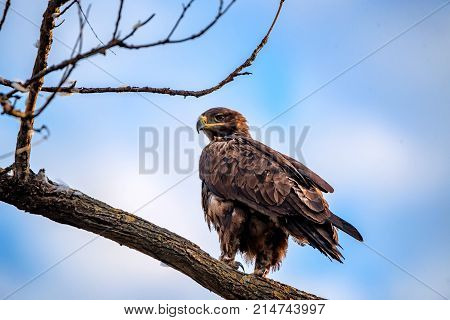 Steppe eagle or Aquila nipalensis pearching on a tree branch
