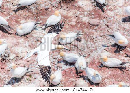 Aerial Flat Top View Of White Gannet Bird Colony Nesting On Cliff On Bonaventure Island In Perce, Qu