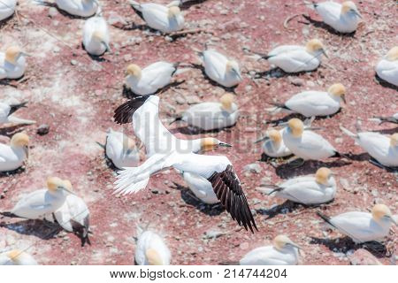 Aerial Flat Top View Of White Gannet Bird Colony Nesting On Cliff On Bonaventure Island In Perce, Qu
