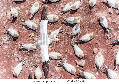 Aerial Flat Top View Of White Gannet Bird Colony Nesting On Cliff On Bonaventure Island In Perce, Qu
