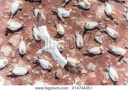 Aerial Flat Top View Of White Gannet Bird Colony Nesting On Cliff On Bonaventure Island In Perce, Qu