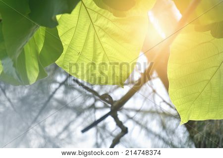 Background Silhouette Green leaf and ant on a leaf.