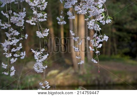 Elizabeth Park Ten: Beautiful White Flowers in Elizabeth Park West Hartford