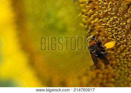 A small honeybee on a large sunflower with its legs loaded with pollen.