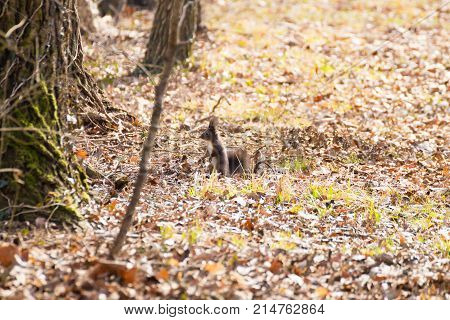 Red Squirrel Close Up