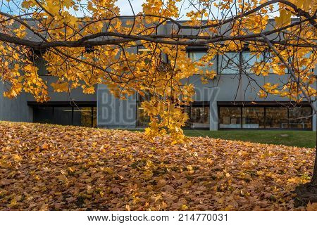 Fall Trees