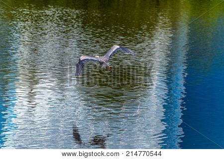 Great Blue Heron