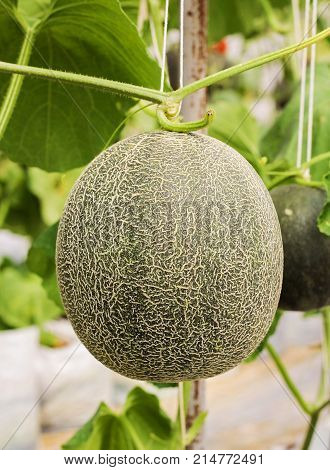 Green melons or cantaloupe melons plants growing in greenhouse