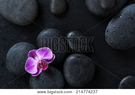 Top view of black massage stones on blackboard with single purple orchid. High angle view of pink orchid flower on wet hot stones therapy. Lastone treatment and luxury spa concept.